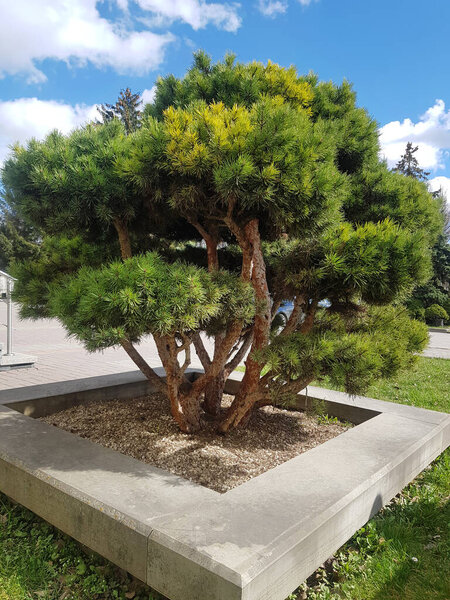 Plant for landscaping the garden. Bonsai pine tree in the park