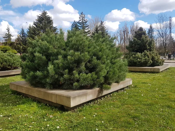 A pine bush in the landscape. Pine tree in the park. Plant for landscaping the garden
