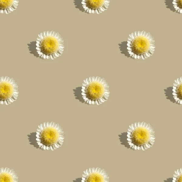 Chamomile Flowers Beige Background Shadows Camomile Daisy Seamless Pattern Summer — Stock Photo, Image