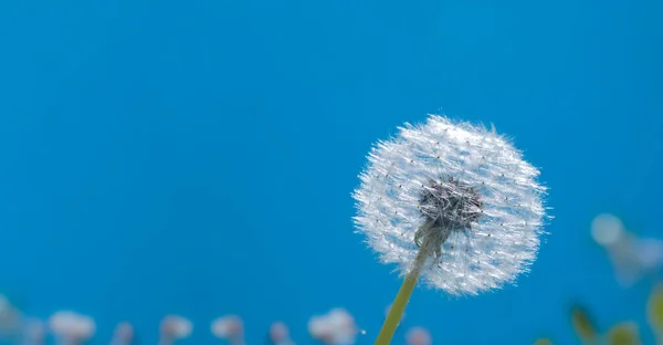 Beautiful Abstract Summer Spring Background Dandelion Seeds Blurred Clean Blue — Stock Photo, Image