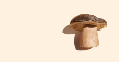 Pastel arka planda gölgeli orman mantarı. Sonbahar sezonu minimum arka plan konsepti. Uzayı kopyala Mesaj için yer var. Pankart. Yeşil yaşam, çevre dostu ürünler. Düz yatıyordu. Üst görünüm