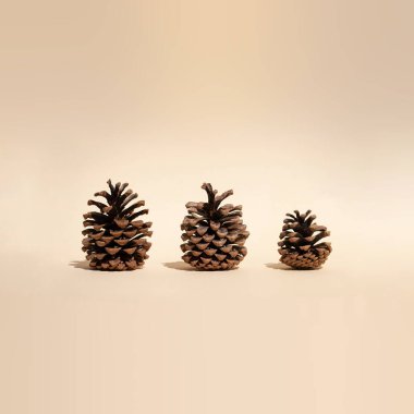 Three forest pine cones on on pastel background with shadows. Natural holiday background with pinecones. Winter or autumn season minimal concept. Botany design. Copy space. Sustainable Holidays