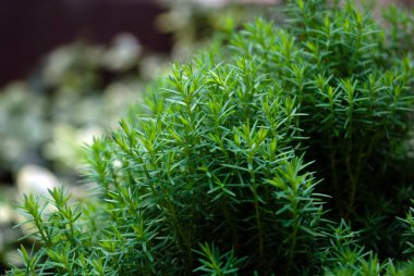 Thuja Occidentalis Teddy Green bitkisi