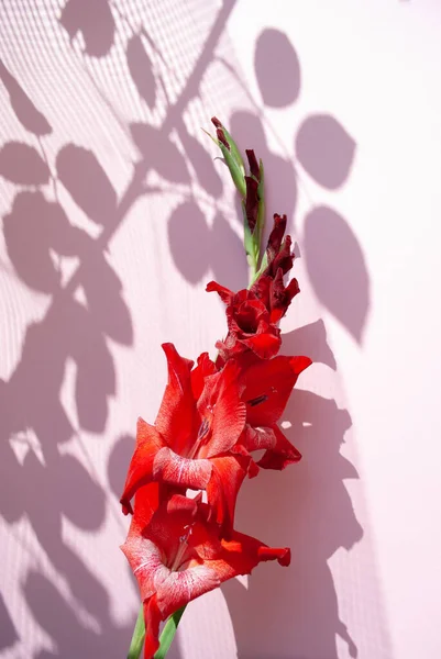 Röd Gladiolus Blomma Pastell Rosa Bakgrund Med Djupa Solljus Skuggor — Stockfoto