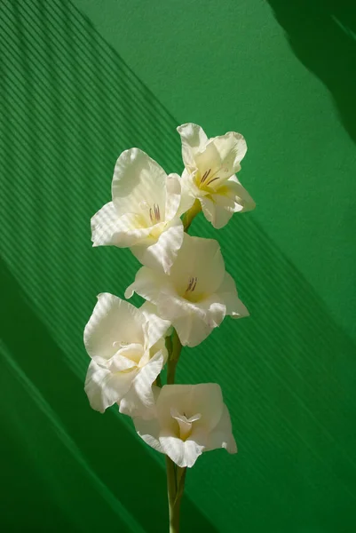 Flor Gladíolo Branco Sobre Fundo Verde Com Sombras Profundas Luz — Fotografia de Stock