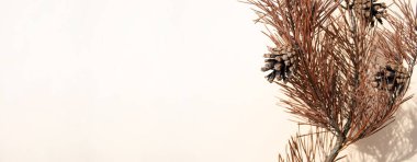 Dry pine branch with cones on a beige empty background with shadows. Sustainable Holidays. Sustainable Holidays. Autumn season minimal wallpaper concept. Banner. Copy space. Space for text