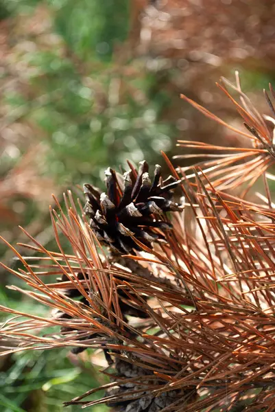 Closeup Macro Wallpaper Dry Pine Branch Tree Cones Woods Autumn — Stock Photo, Image
