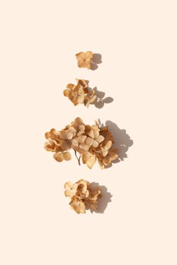 Kurumuş ortanca çiçeklerinin yaratıcı düzeni bej arka planda gölgeli bir şekilde dikey olarak dizilmiş. Estetik sonbahar sezonu en az duvar kağıdı kompozisyonu konsepti. Düz yerde, üst tarafta. Boşluğu kopyala