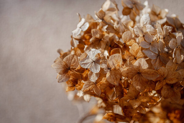 Крупный план макро обои из сушеных цветков гортензии. Естественная концепция осеннего сезона. Мягкий избирательный фокус. Принято. Пространство для текста