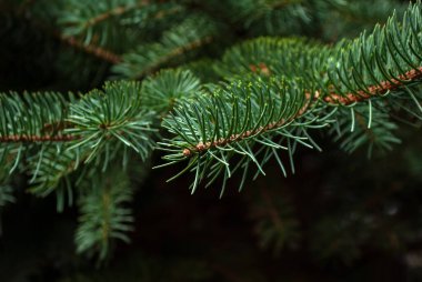 Yeşil bir çam ağacının dalları. Köknar dalıyla doğal arka plan. Uluslararası Orman Günü