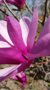 Baharda bahçede çiçek açan pembe manolya ağacı kapanıyor. Doğal çiçek arkaplanı