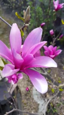 Baharda bahçede çiçek açan pembe manolya ağacı kapanıyor. Doğal çiçek arkaplanı