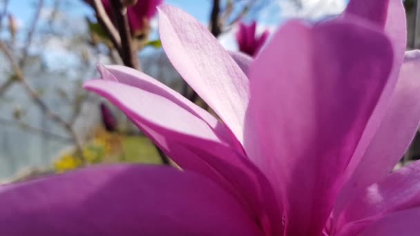Blühender Rosa Magnolienbaum Garten Frühling Aus Nächster Nähe Natürlicher Floraler — Stockvideo
