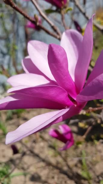 Blooming Pink Magnolia Tree Garden Springtime Close Natural Floral Background — Vídeo de stock