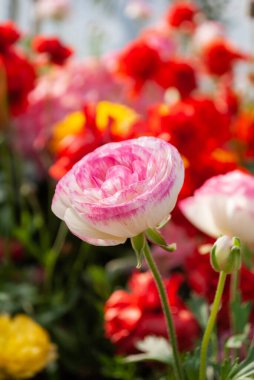Farklı renkli çiçeklerin bulanık arka planında narin pembe ranunculus çiçeği. Doğal estetik arka plan