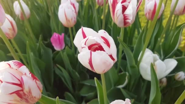 Tulipanes Blancos Vista Superior Fondo Natural — Vídeos de Stock