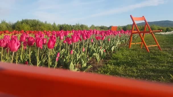 Pole Sadzonych Tulipanów Miejscem Odpoczynku Krzesła Środku Kwitnącego Ogrodu Świadoma — Wideo stockowe
