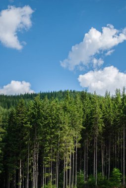 Uluslararası orman günü. Yaşlı ladin ormanındaki sağlıklı yeşil ağaçlar, köknar ve çam. Kozalaklı orman. Dünya Günü. Dikkatli ve sürdürülebilir bir seyahat. Yaz dönemi. Ukrayna manzarası