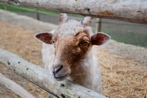 stock image Racka sheep with scraggy wool and twisted horns looking straight into the camera