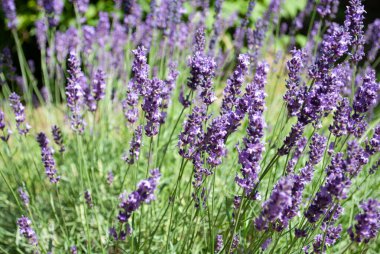 Lavanta çalıları yakın plan. Yaz mevsimi doğal arka plan