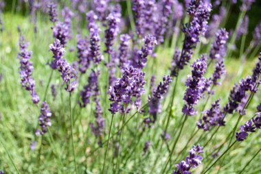 Lavanta çalıları yakın plan. Yaz mevsimi doğal arka plan