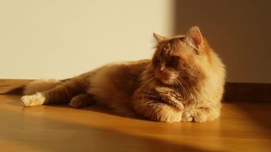 Evde turuncu tüylü kedi var. Sevimli kızıl kedi gün ışığında tahta zeminde yatıyor. Kırmızı kedi içeride. Rahat ev bölgesi. Evcil hayvanlar