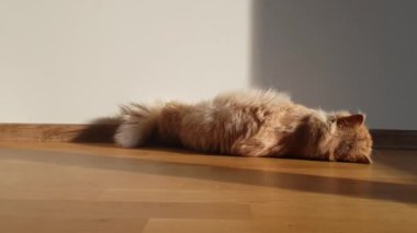Kızıl kedi gün ışığında tahta zeminde uzanıp oynuyor. Evde turuncu tüylü kedi var. Kızıl kedi merakla kameraya bakıyor. Rahat ev bölgesi. Evcil hayvanlar
