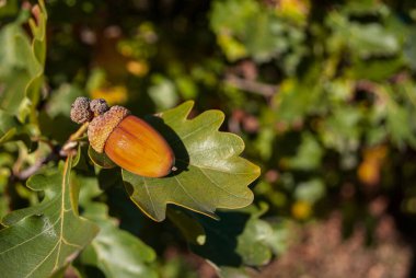Oak tree in the woods. An acorn on a branch in the foreground. Natural background concept. International day of forests. Copy space. Space for text