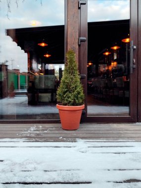 Thuja in a pot. Planted coniferous bush, tree in a pot. Street decorative tree in pots as a decor on the outdoor terrace of a cafe in winter clipart