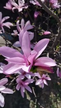 Baharda bahçede çiçek açan pembe manolya ağacı kapanıyor. Doğal çiçek arkaplanı