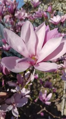 Blooming pink magnolia tree in garden during springtime close up. Natural floral background