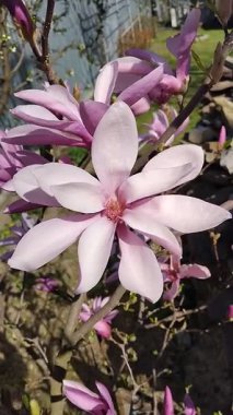 Baharda bahçede çiçek açan pembe manolya ağacı kapanıyor. Doğal çiçek arkaplanı