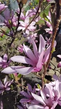 Baharda bahçede çiçek açan pembe manolya ağacı kapanıyor. Doğal çiçek arkaplanı