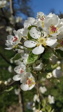 Beyaz çiçek açan armut çiçeklerinden oluşan kapalı bir makro duvar kağıdı. Kiraz armutları çiçek açar. Bahar doğasının güzel çiçek arkaplanı. Paskalya sezonu. Yumuşak seçici odak