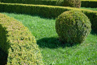Dünya Toplama Günü. Bahçeyi düzenlemek için ekin. Yeşil thuja fidelerinin tespihi. Dış veya park için dekoratif bitki budamacılık