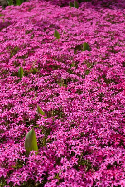 İlkbaharda ya da yaz çiçek bahçesinde pembe yosun. Phlox subulata. Doğal arkaplan