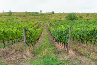 Bulutlu bir günde tepedeki üzüm bağları tarlası. Üzüm bağlarında sıralanmış şarap üzümleri