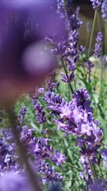 Gündüz vakti, lavanta çalısı kapanıyor. Doğal çiçek arkaplanı
