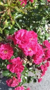 Güneşli bir günde güzel güllerle dolu bir çalılık.