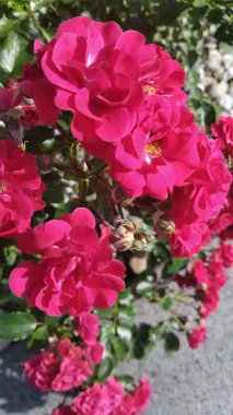 Güneşli bir günde güzel güllerle dolu bir çalılık.