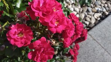 Güneşli bir günde güzel güllerle dolu bir çalılık.