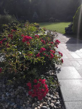 Güneşli bir günde güzel güllerle dolu bir çalılık.