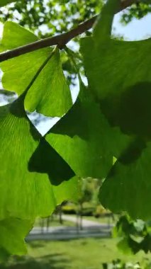 Güneşli bir günde bahçede yeşil ginkgo ağacı çiçek açar.