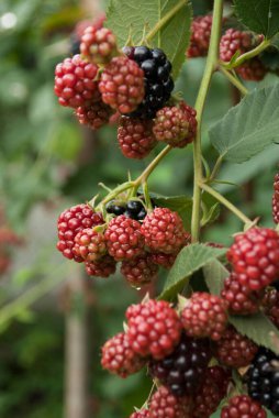 Hasat zamanı güneş ışığında siyah olgun böğürtlenler. Bulanık bahçe arka planı. Tarım, sağlıklı beslenme, organik gıda kavramı.
