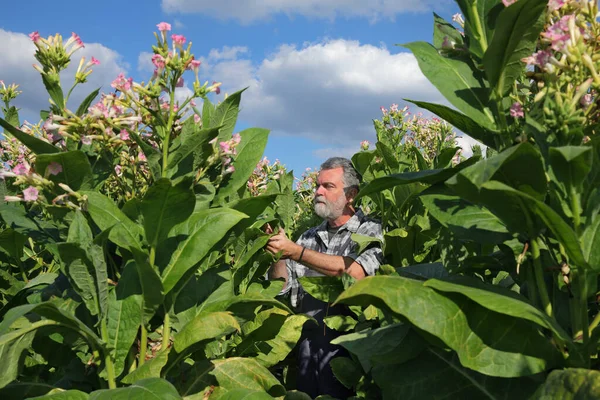 Фермер Агроном Изучает Собирает Листья Табачных Растений Полевых Условиях — стоковое фото