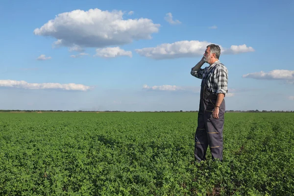 Yonca Tarlasında Çiftçi Tarımcı Telefonla Konuşuyor — Stok fotoğraf