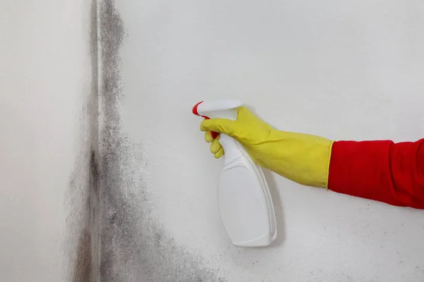在家中去除霉菌 工人将清洁液从一个瓶子喷到另一个瓶子 用手戴防护手套 图库图片