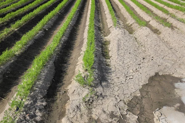 Green Leaves Carrot Plants Rows Field Agriculture Summer Dry Wet 스톡 사진