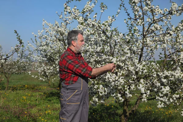 农学家或农民检查果园里盛开的樱花树 — 图库照片