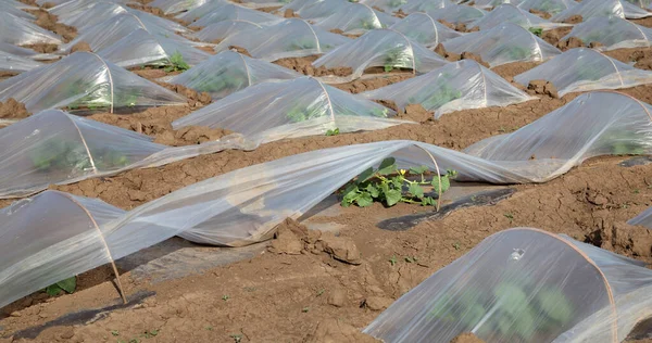 Feld Von Wassermelonen Und Melonenpflanzen Unter Kleinen Schützenden Plastikgewächshäusern — Stockfoto